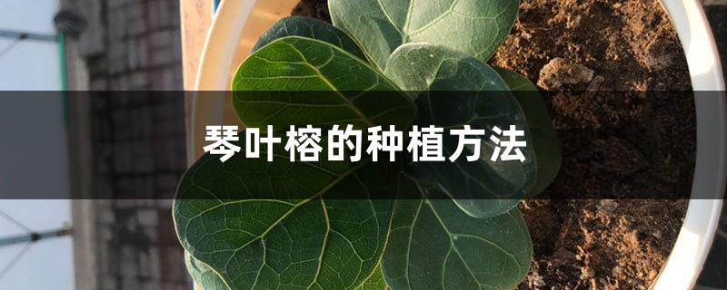 Planting Methods of Fiddle Leaf Ficus