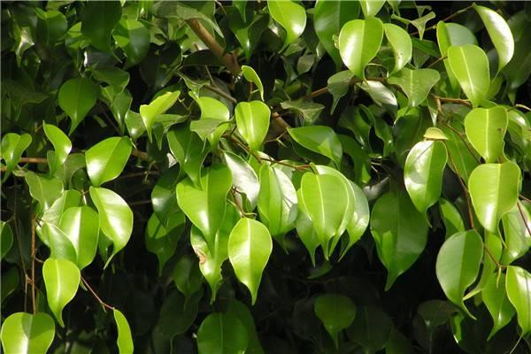 The breeding method of Ficus weeping leaf