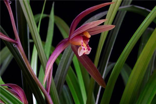 How to raise cinnabar orchids