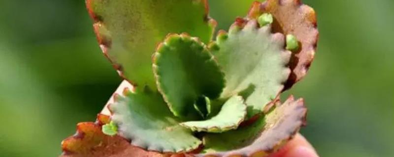 How to raise the succulent plant Thousand Rabbit Ears