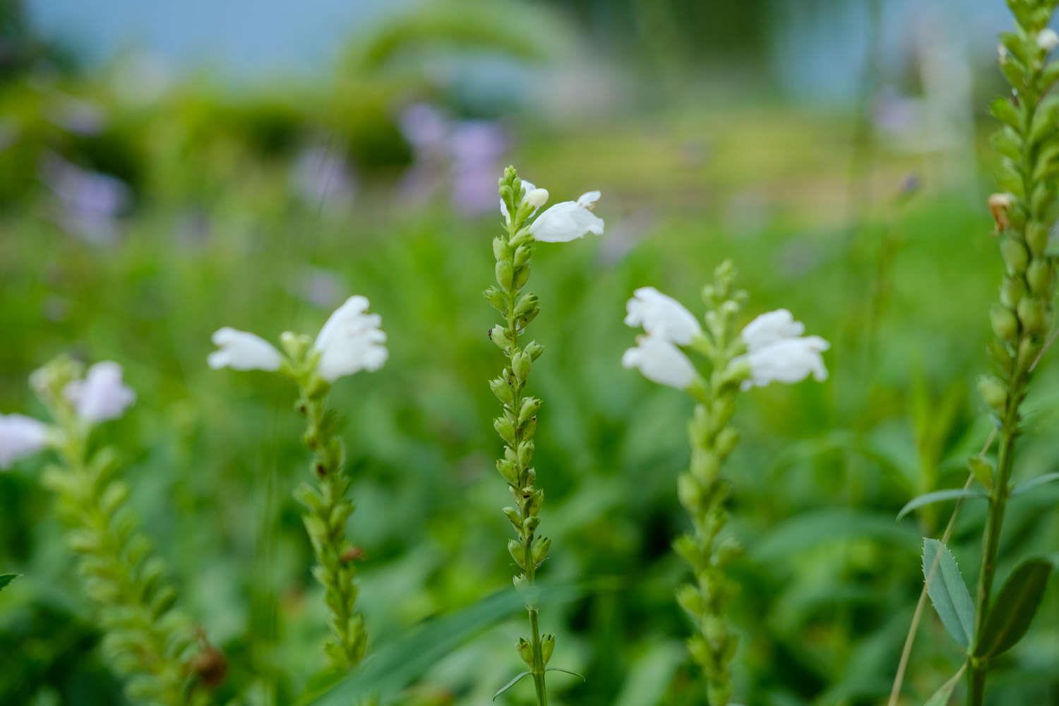 arbitrary grass