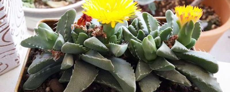 How to grow succulent plants Sihaibo