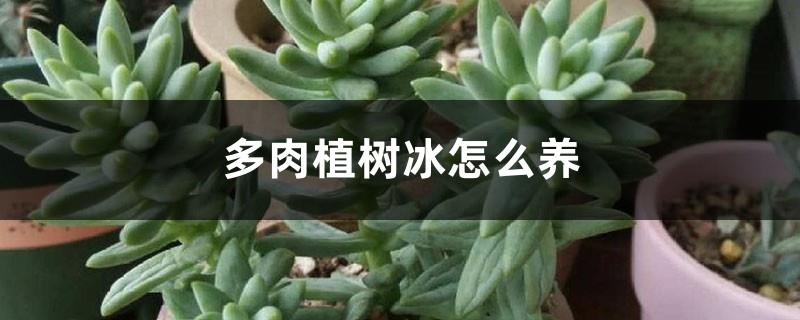 How to grow succulent tree ice