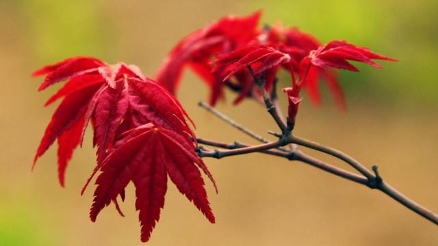 How to raise Japanese red maple bonsai