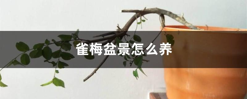 How to raise bird plum bonsai