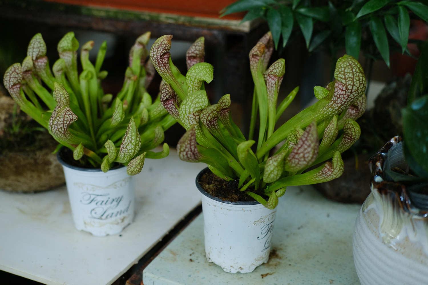 Sarracenia