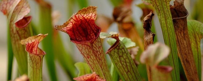 How to grow Sarracenia