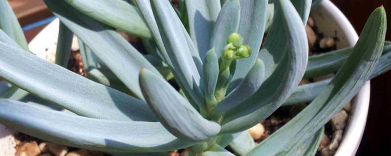 How to grow succulent blue pine