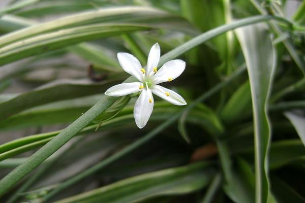 Chlorophytum can also develop into a noble lady, it's an eye-opener