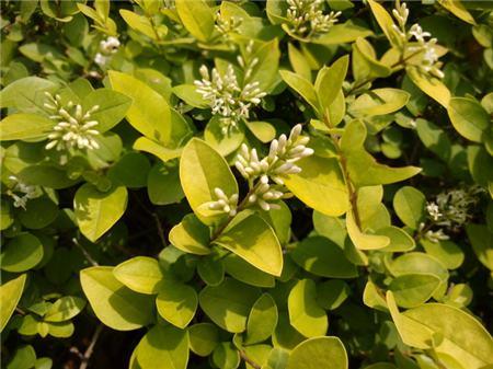 Golden Leaf Ligustrum Leaf