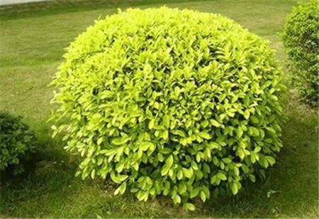 Golden Leaf Ligustrum