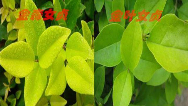 The difference between golden leaf privet and golden privet