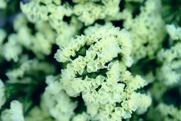 Some flower markets have long flowers. 