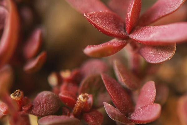 How to raise red succulent children