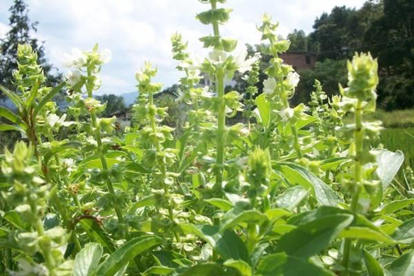 If you plant these 10 pots of herbs, you don't need to buy seasonings at home