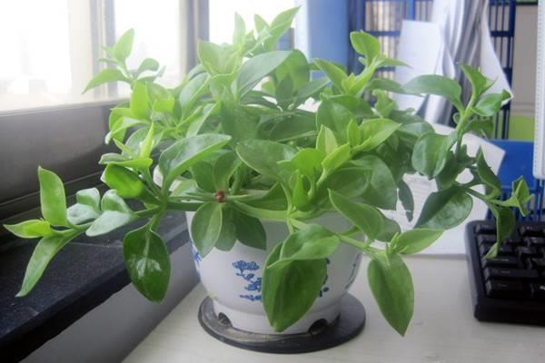 One of these 8 indoor hanging basket plants Grow a big clump