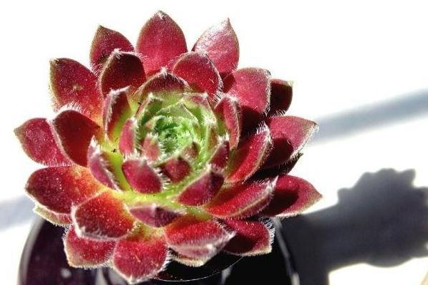 How to raise the succulent plant Red Juan Juan