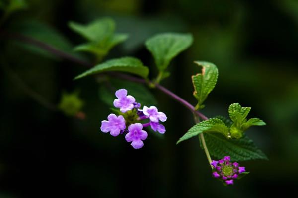 When does perfume plant bloom