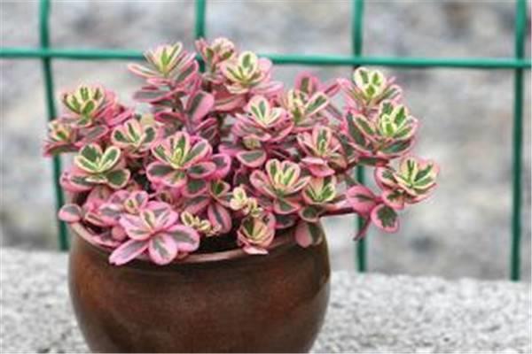 Rainbow Purslane Breeding Methods