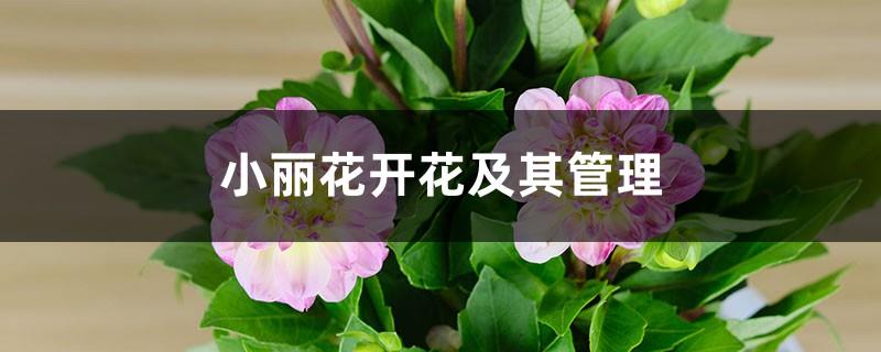 Xiaolihua Flowering and Its Management