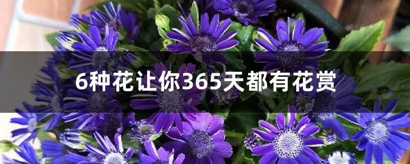 6 kinds of flowers let you enjoy flowers 365 days