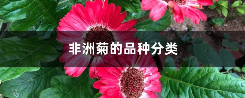 Classification of Gerbera varieties