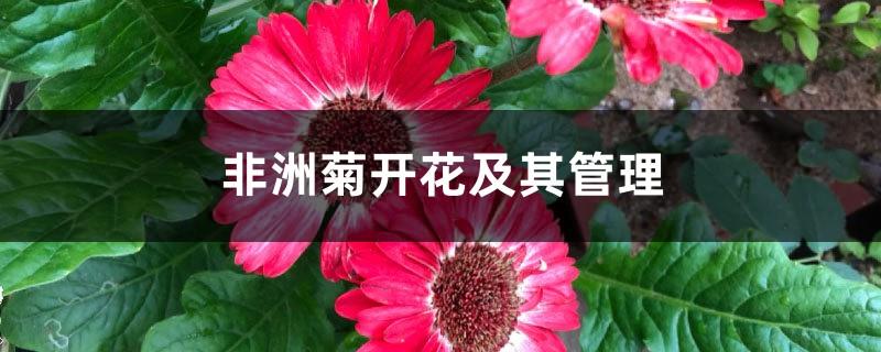 Gerbera flowering and its management