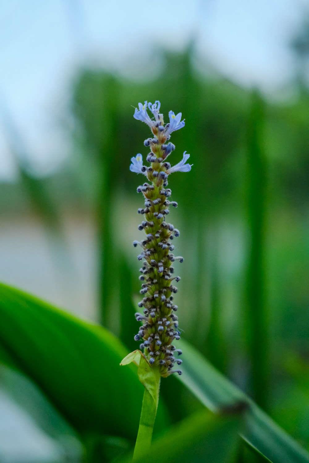 Barracuda Grass