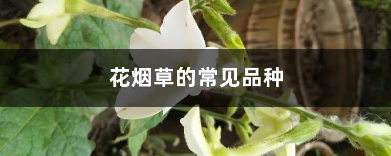 Common varieties of Nicotiana tabacum