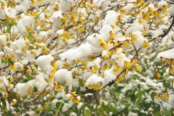 These plants can bloom even under frost and snow, these plants are too strong