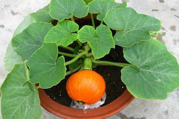 He planted a peanut in a flowerpot, which made everyone imitate