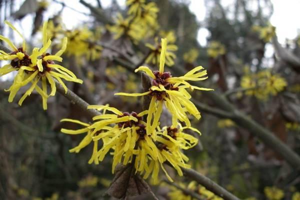 Witch hazel cultivation methods and precautions