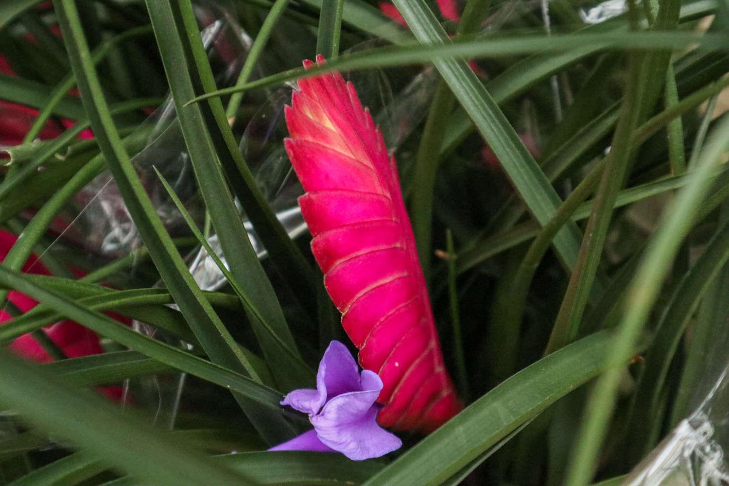 Tillandsia