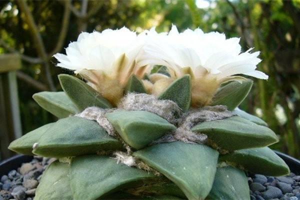 Cultivation methods and precautions of rock peony