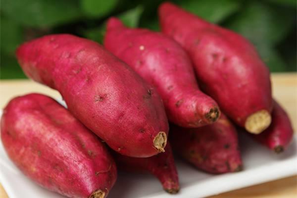 The sweet potato hydroponic tutorial is here, eating it is better than eating ginseng