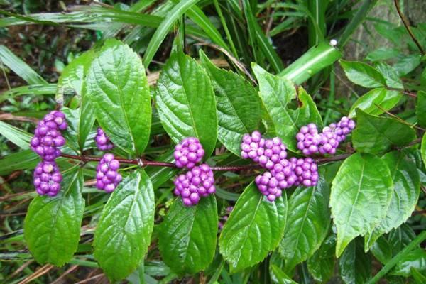 Cultivation methods and precautions of purple pearl grass