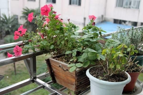 Wood chips can also be used to grow flowers, it's so practical