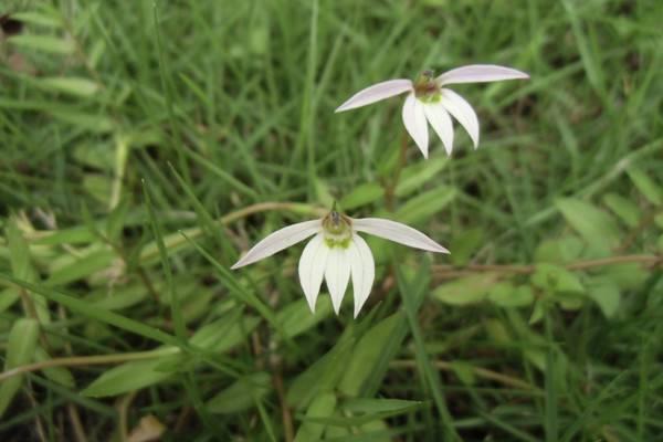 Lobelia cultivation methods and precautions