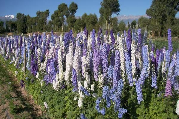 These flowers make people want to marry them! Masters are planting them