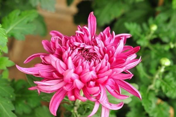 Why doesn't my chrysanthemum bloom? The answers are all here!