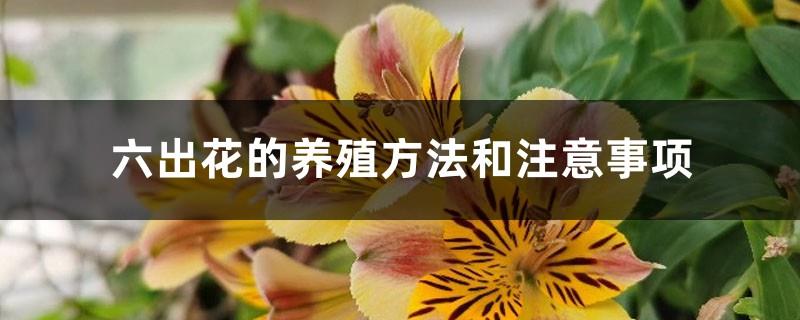 Alstroemeria cultivation methods and precautions