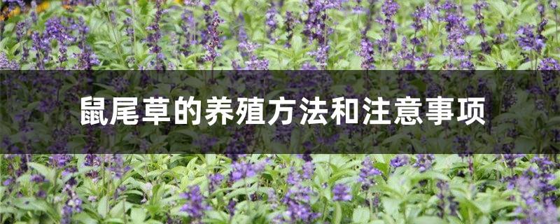 Sage cultivation methods and precautions