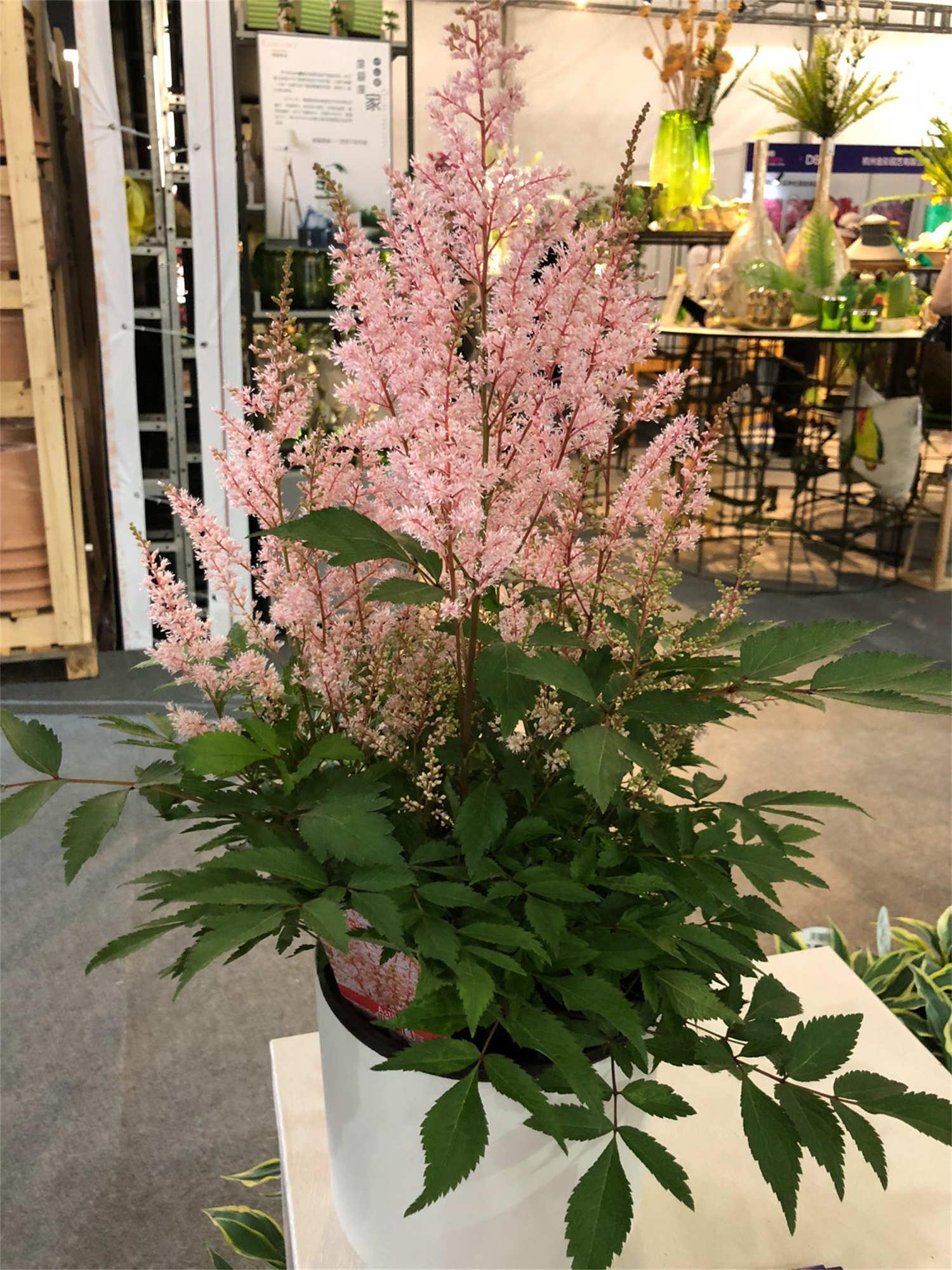 Astilbe