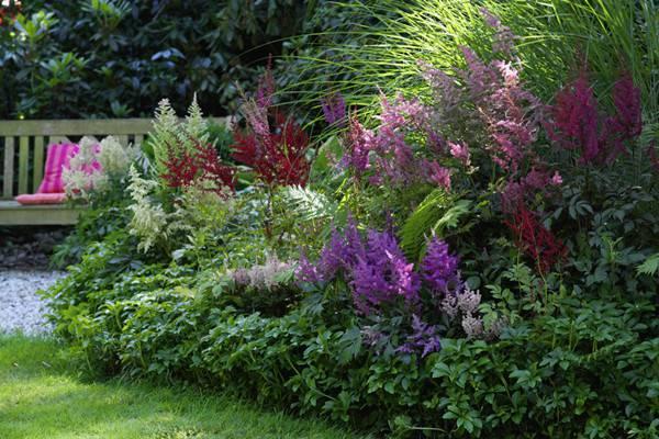 Astilbe breeding methods and precautions