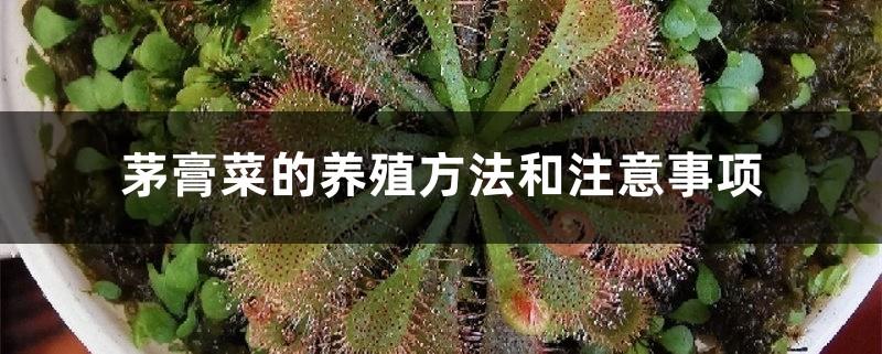 Drosera cultivation methods and precautions