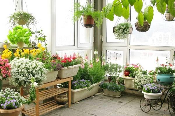 Turn your home into a garden, 15 kinds of flowers for you to choose