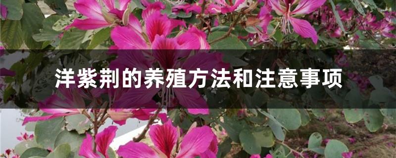 Cultivation methods and precautions of Bauhinia Bauhinia