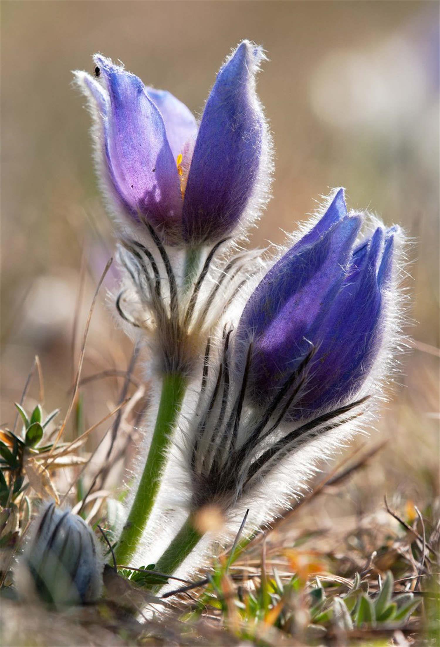 Pulsatilla