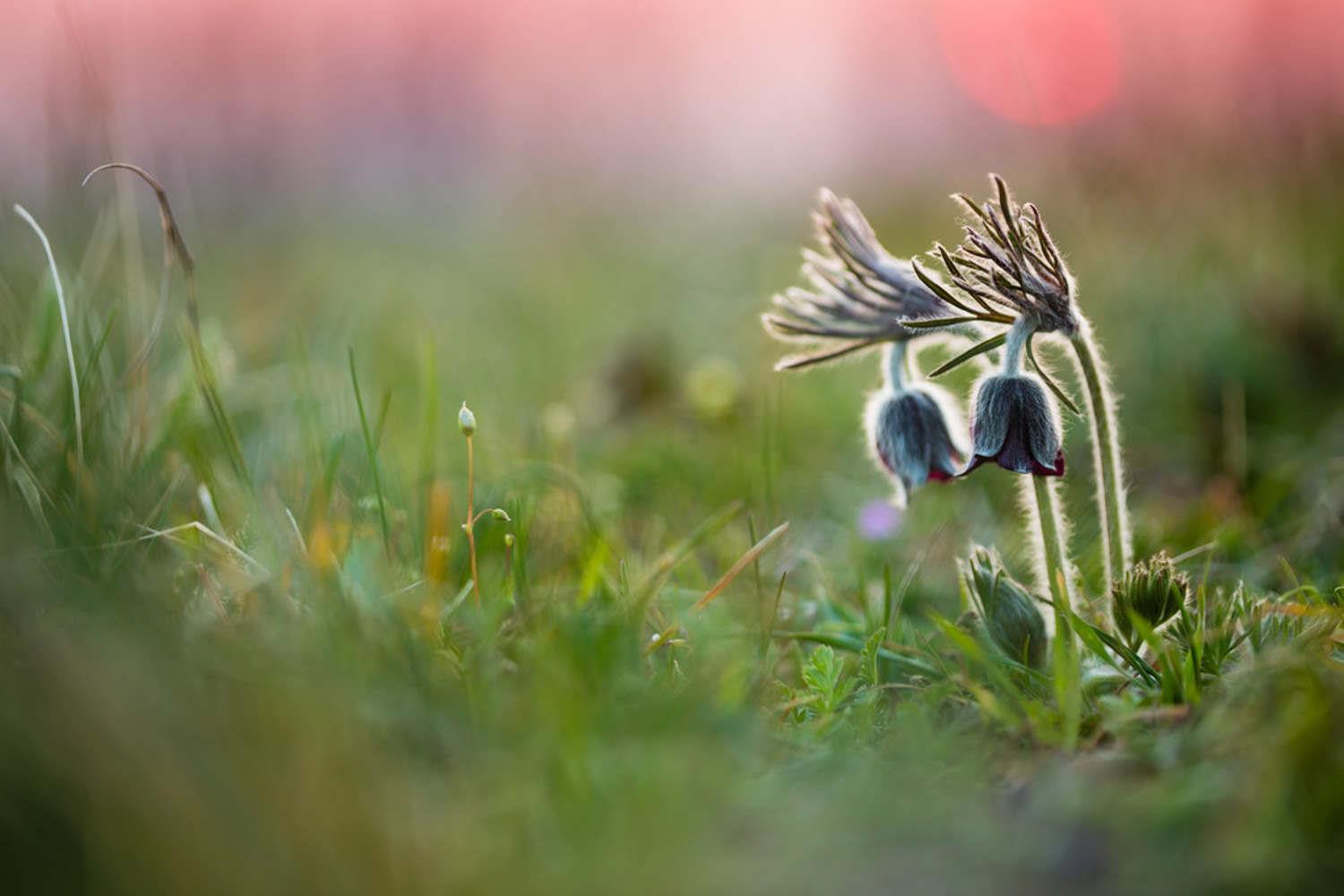 Pulsatilla