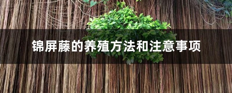 Cultivation methods and precautions of Jinping Vine